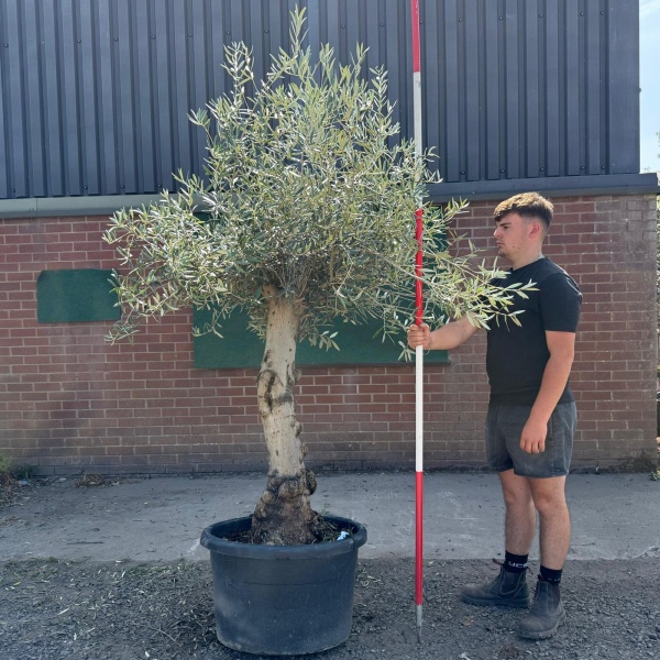 Super Characterful Mature Specimen Olive Fruit Tree 19727