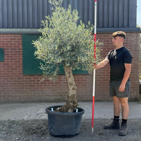 Super Characterful Mature Specimen Olive Fruit Tree 19728