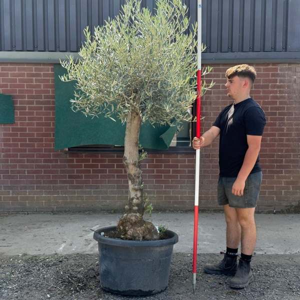 Super Characterful Mature Specimen Olive Fruit Tree 19729
