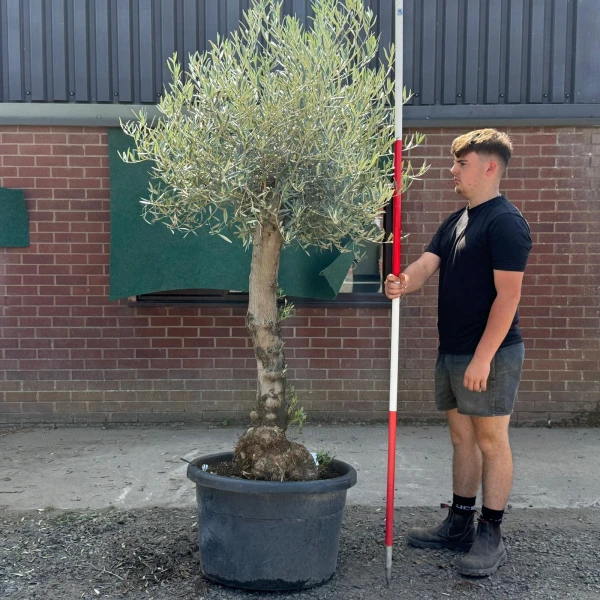 Super Characterful Mature Specimen Olive Fruit Tree 19729