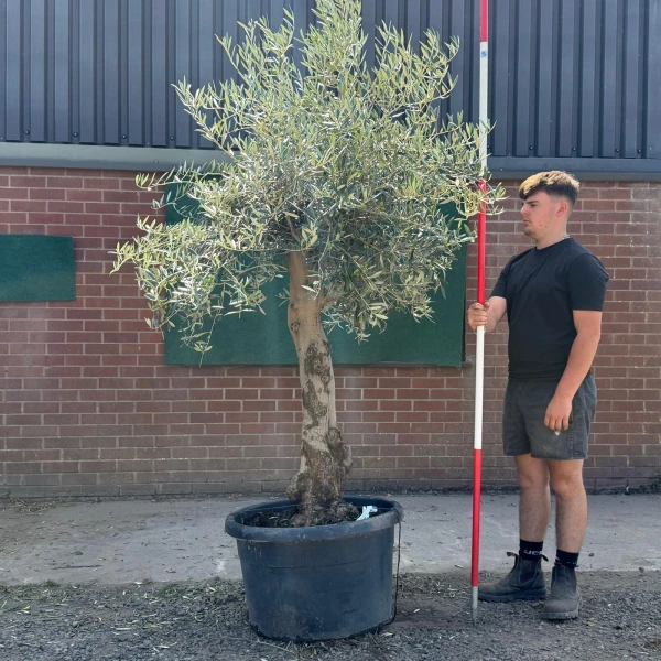 Super Characterful Mature Specimen Olive Fruit Tree 19730