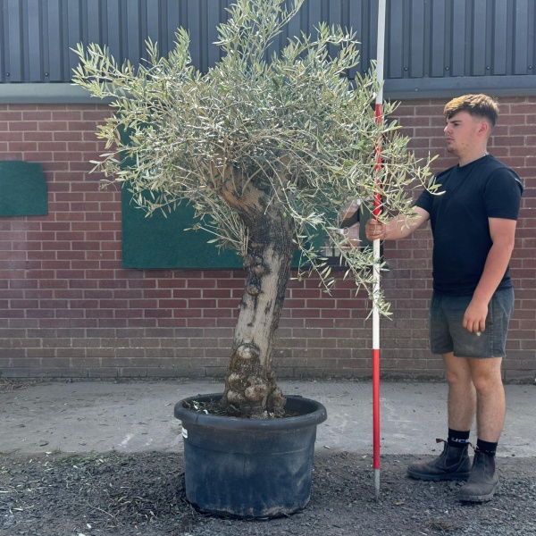Super Characterful Mature Specimen Olive Fruit Tree 19731