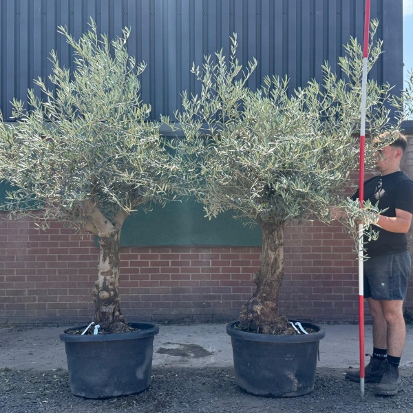 Super PAIR of Characterful Mature Specimen Olive Fruit Trees 19732 33