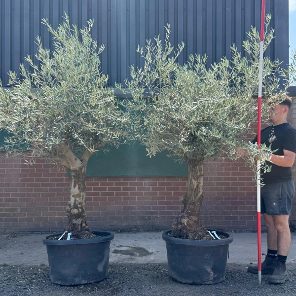 Super PAIR of Characterful Mature Specimen Olive Fruit Trees 19732 33