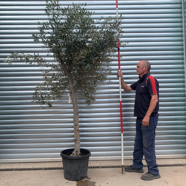 The Windsor Mature Olive Fruit Tree Specimen 19767