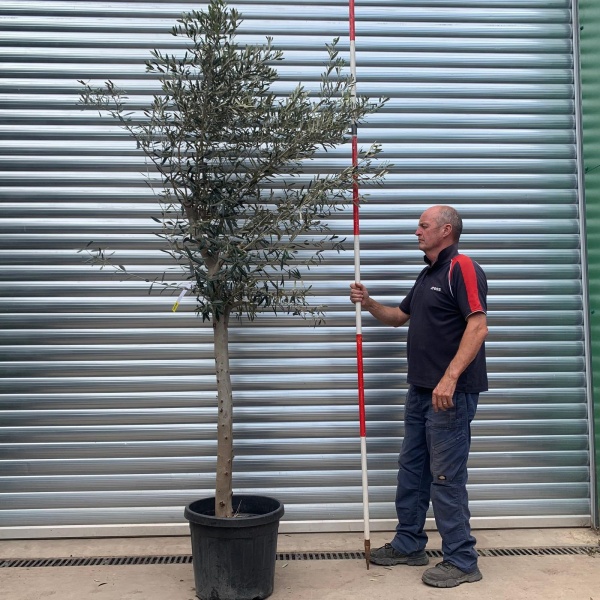 The Windsor Mature Olive Fruit Tree Specimen 19769