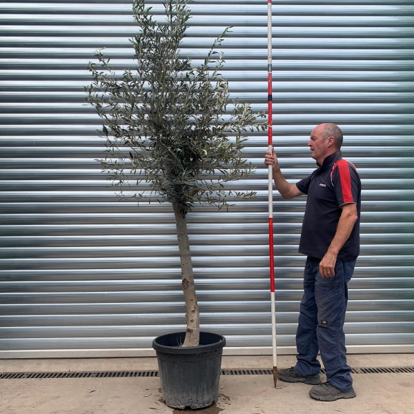 The Windsor Mature Olive Fruit Tree Specimen 19770