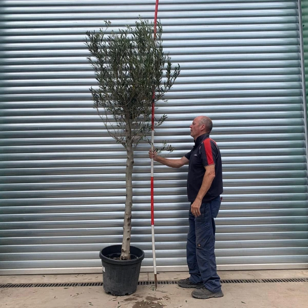 The Windsor Mature Olive Fruit Tree Specimen 19771