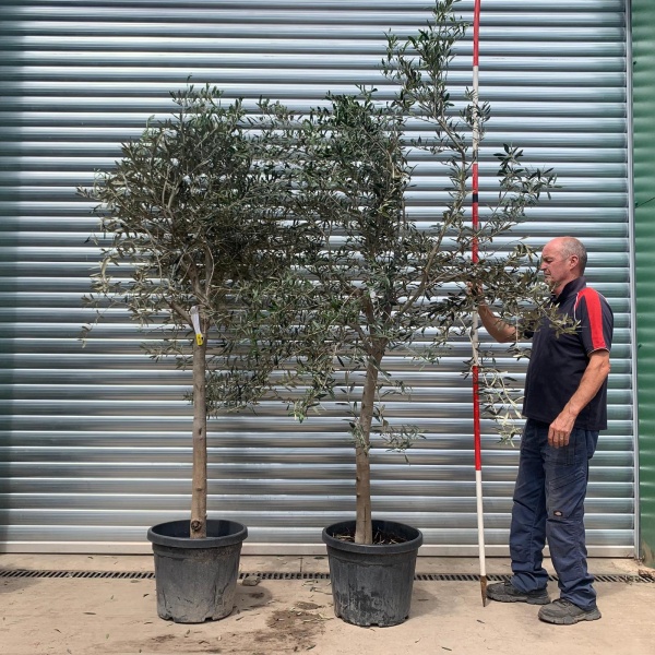 The Windsor Mature Olive Fruit Tree Specimen BOGOF 19772 73