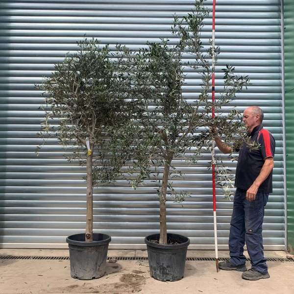 The Windsor Mature Olive Fruit Tree Specimen BOGOF 19772 73