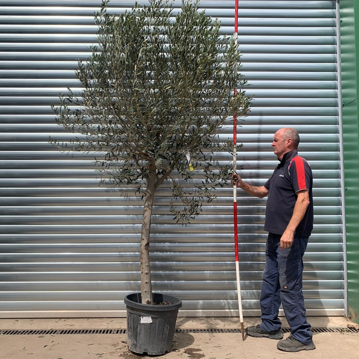 The Windsor Mature Olive Fruit Tree Specimen 19775