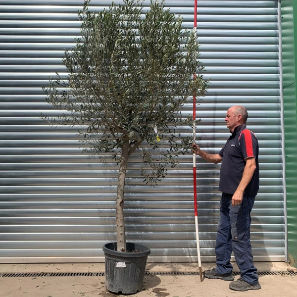 The Windsor Mature Olive Fruit Tree Specimen 19775