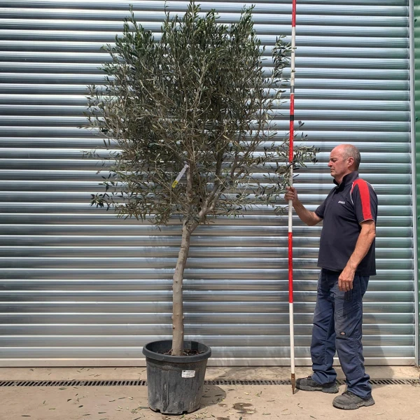 The Windsor Mature Olive Fruit Tree Specimen 19776