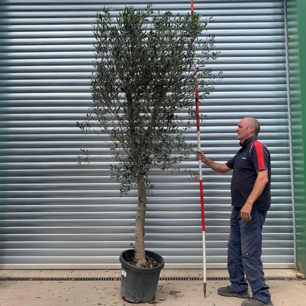 The Windsor Mature Olive Fruit Tree Specimen 19777