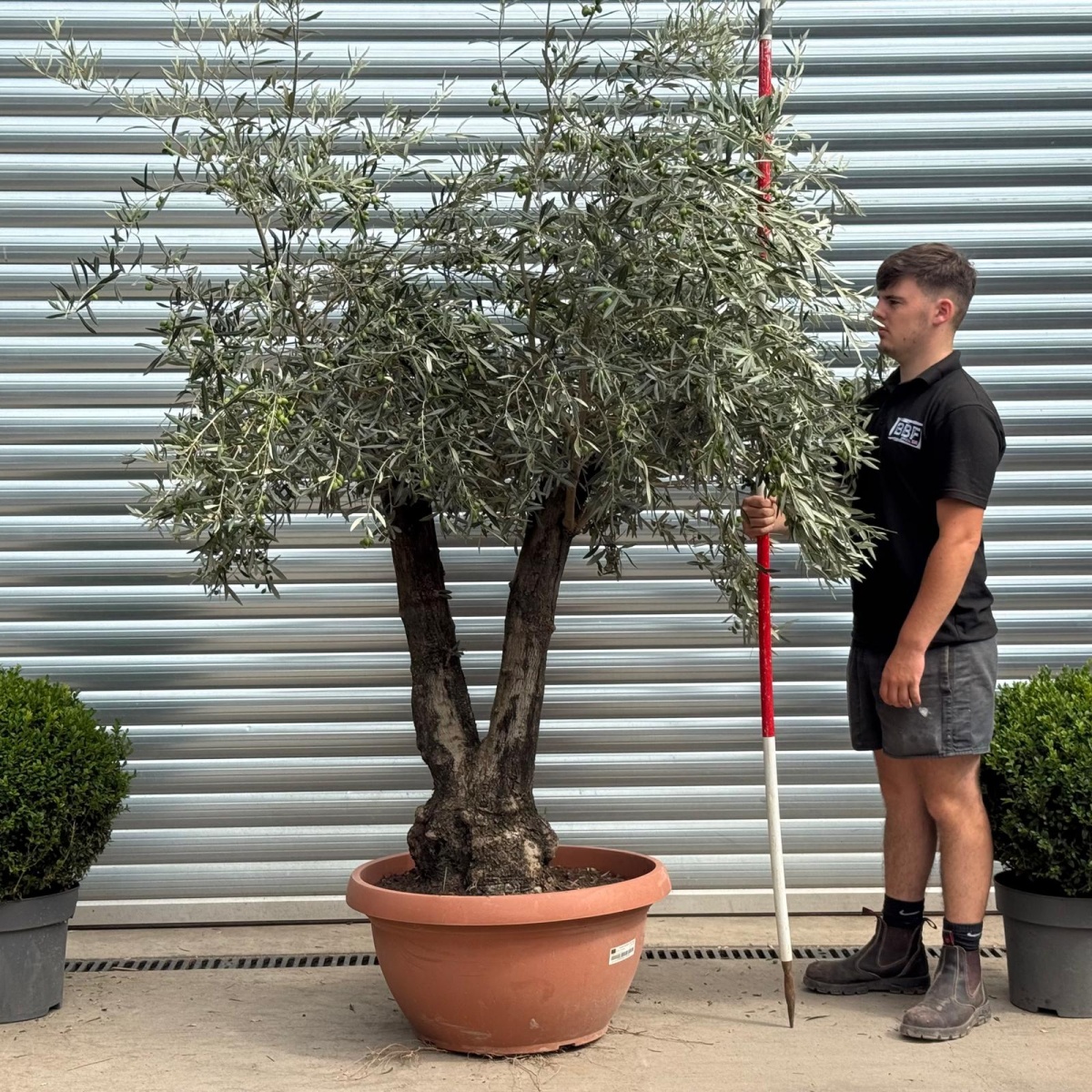 Lovely Twin Trunk Ancient Olive Fruit Tree in our Bowl Format 19787