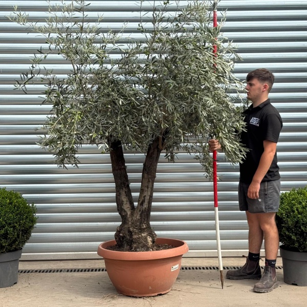Lovely Twin Trunk Ancient Olive Fruit Tree in our Bowl Format 19787