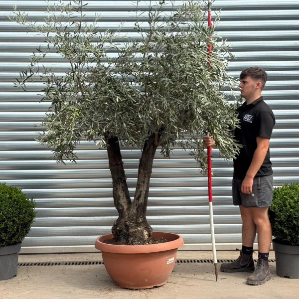 Lovely Twin Trunk Ancient Olive Fruit Tree in our Bowl Format 19787