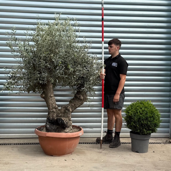Amazing Twin Trunk Ancient Olive Fruit Tree in our Bowl Format 19788