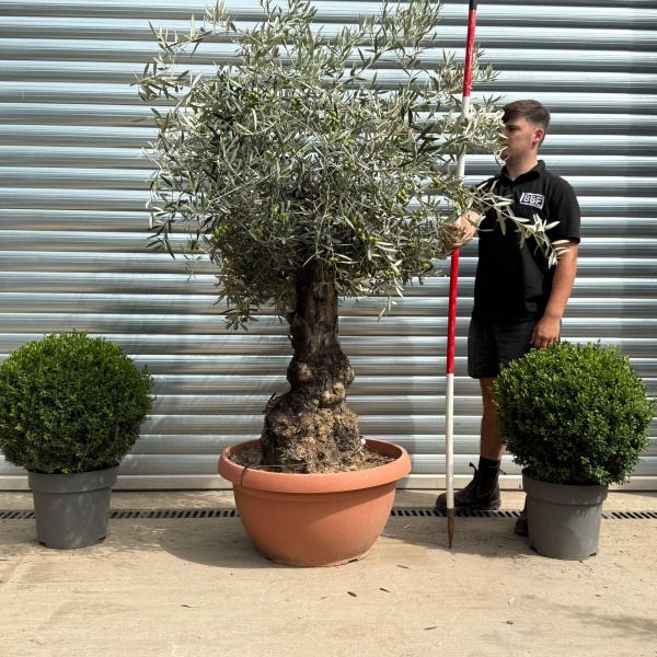 Fabulous Ancient Olive Fruit Tree in our Bowl Format 19789
