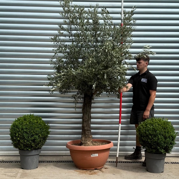 Stunning Ancient Olive Fruit Tree in our Bowl Format 19791
