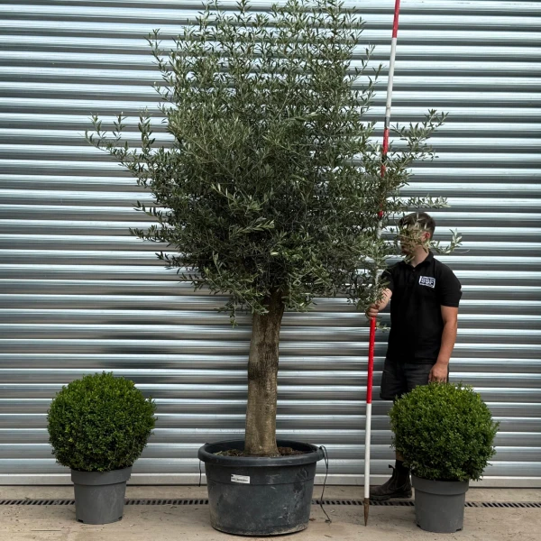 Lovely Mature Olive Fruit Tree Specimen 19792
