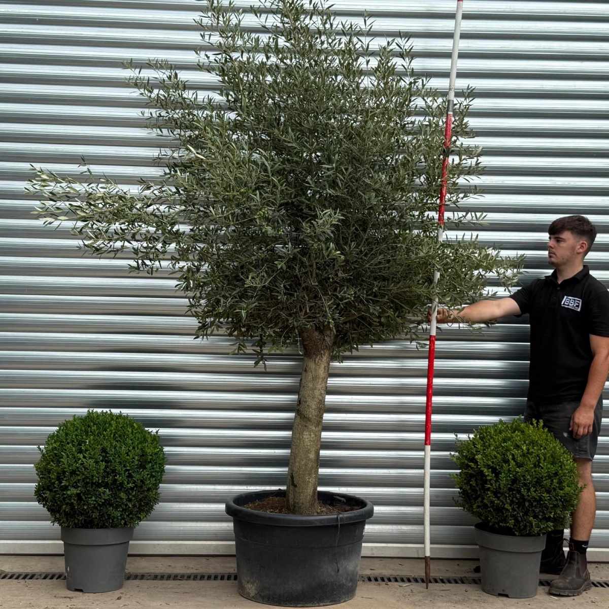 Lovely Mature Olive Fruit Tree Specimen 19793