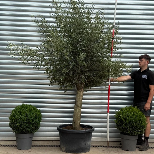 Lovely Mature Olive Fruit Tree Specimen 19793