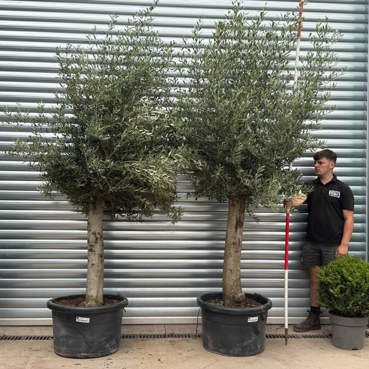 Beautiful DUO of Mature Olive Fruit Tree Specimens 19794 95