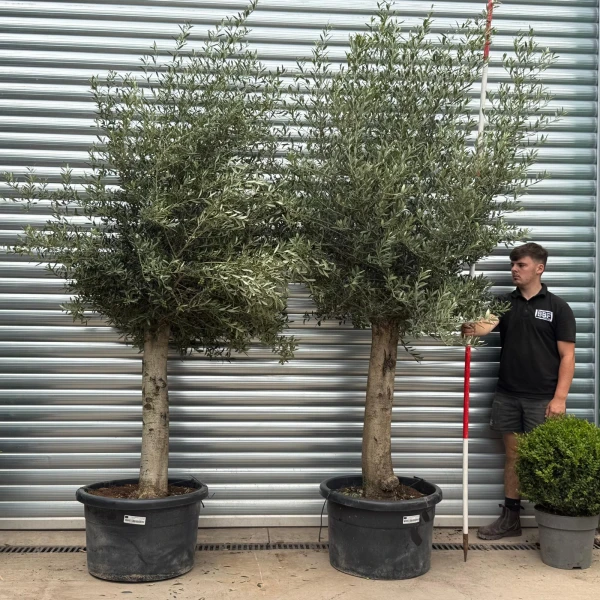 Beautiful DUO of Mature Olive Fruit Tree Specimens 19794 95