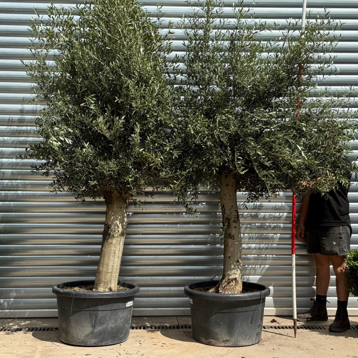Beautiful DUO of Mature Olive Fruit Tree Specimens 19796 97
