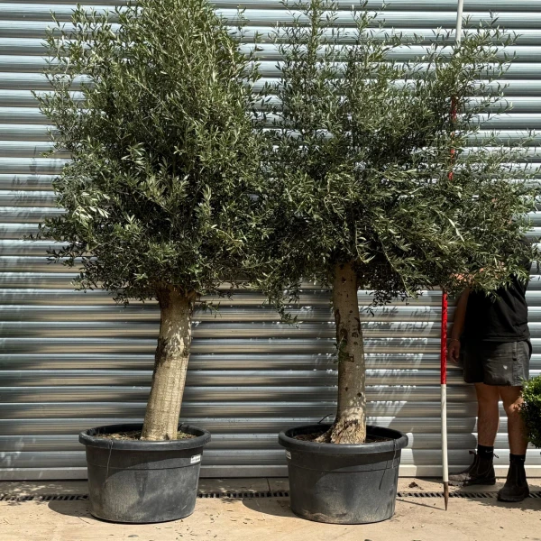 Beautiful DUO of Mature Olive Fruit Tree Specimens 19796 97