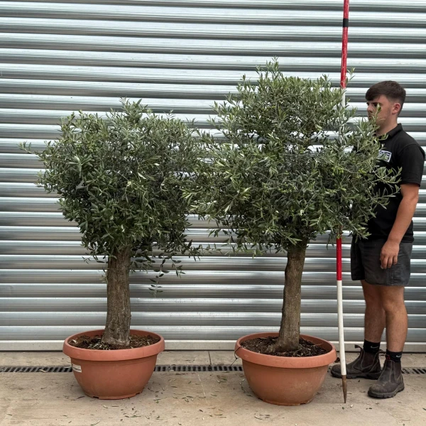 Fabulous DUO of Mature Olive Fruit Trees in our Bowl Format 19798 99