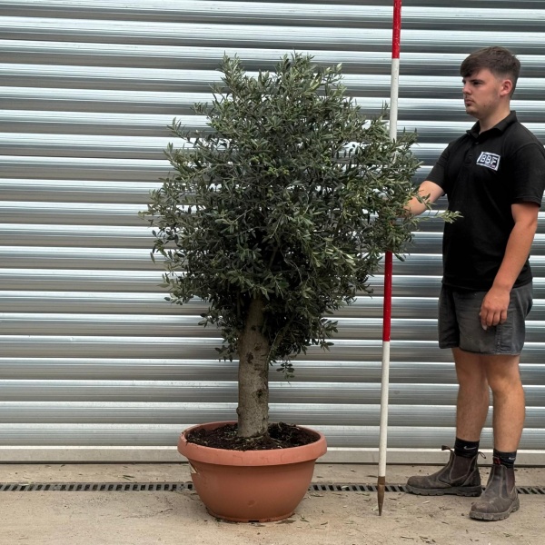 Lovely Mature Olive Fruit Tree in our Bowl Format 19801