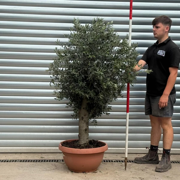 Lovely Mature Olive Fruit Tree in our Bowl Format 19801