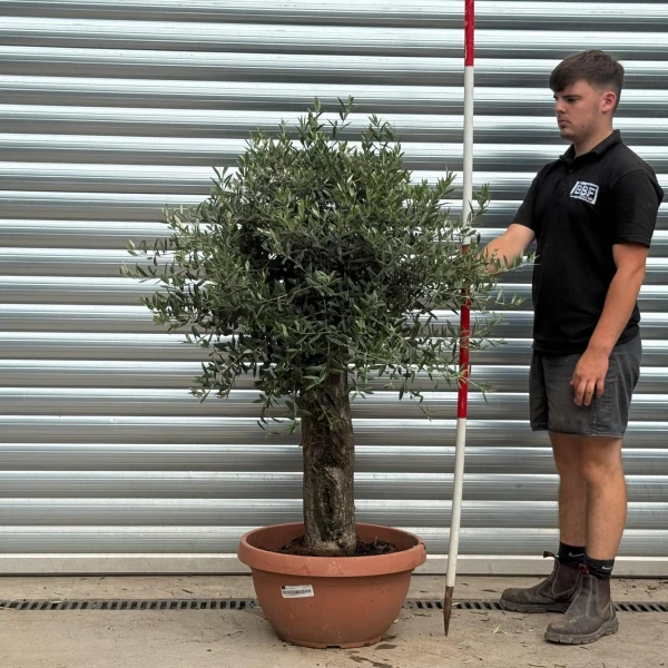 Lovely Mature Olive Fruit Tree in our Bowl Format 19802