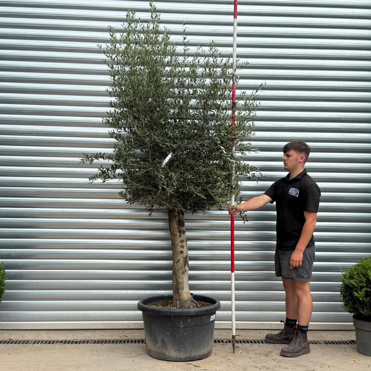 Lovely Mature Olive Fruit Tree Specimen 19803