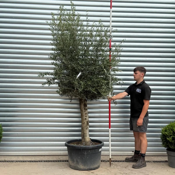 Lovely Mature Olive Fruit Tree Specimen 19803