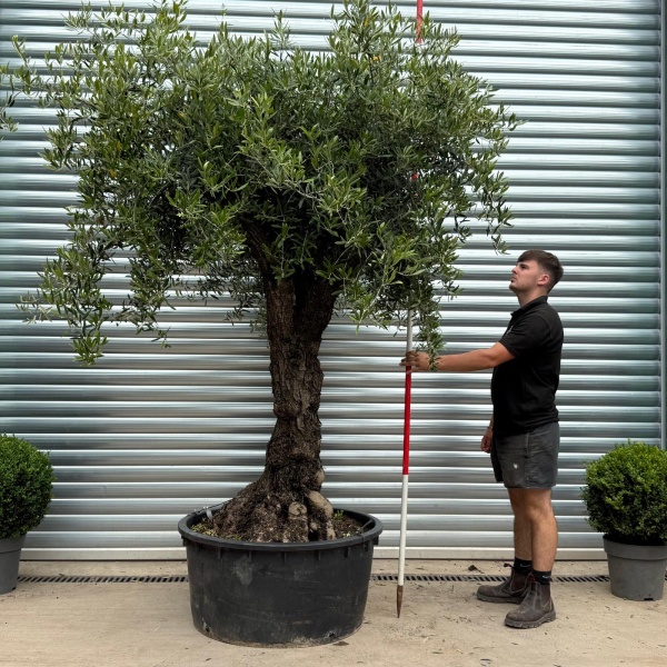Stunning Branched Ancient Specimen Olive Fruit Tree 19804