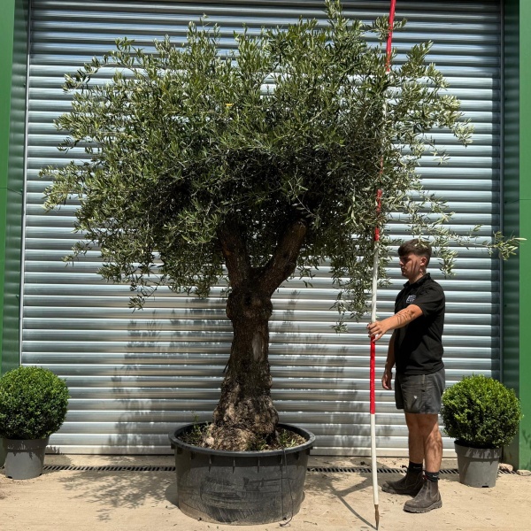 Stunning Branched Ancient Specimen Olive Fruit Tree 19805