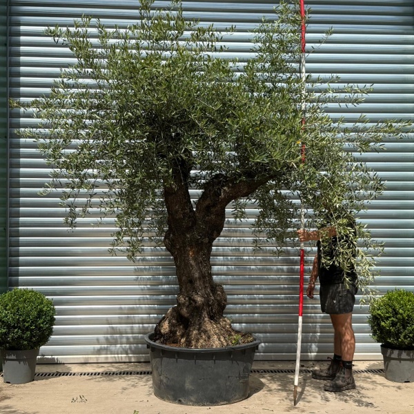 Stunning Branched Ancient Specimen Olive Fruit Tree 19806