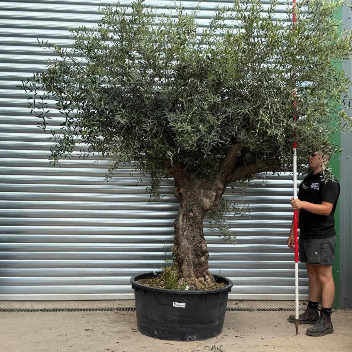 Stunning Branched Ancient Specimen Olive Fruit Tree 19807