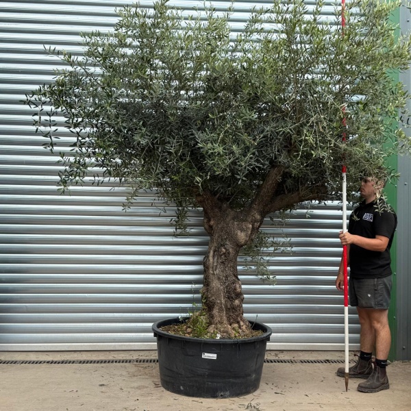 Stunning Branched Ancient Specimen Olive Fruit Tree 19807