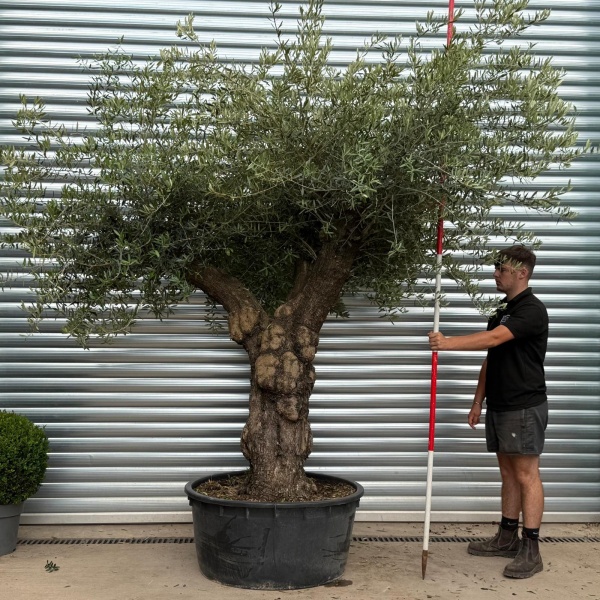 Stunning Branched Ancient Specimen Olive Fruit Tree 19808