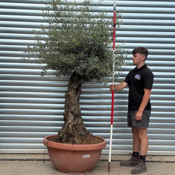 Stunning Ancient Olive Fruit Tree in our Bowl Format 19809