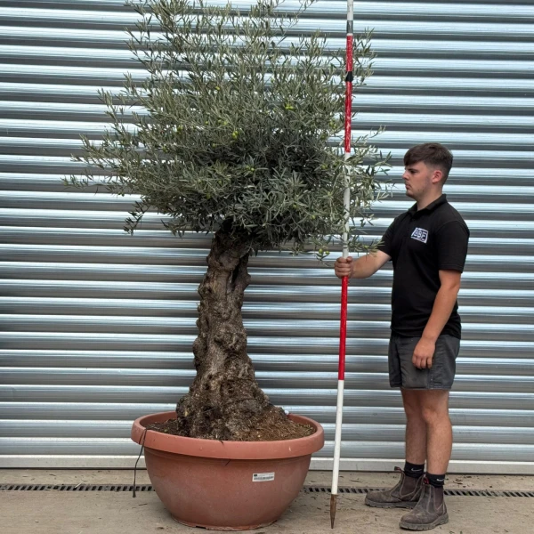 Stunning Ancient Olive Fruit Tree in our Bowl Format 19809