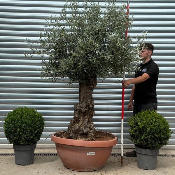 Stunning Ancient Olive Fruit Tree in our Bowl Format 19810