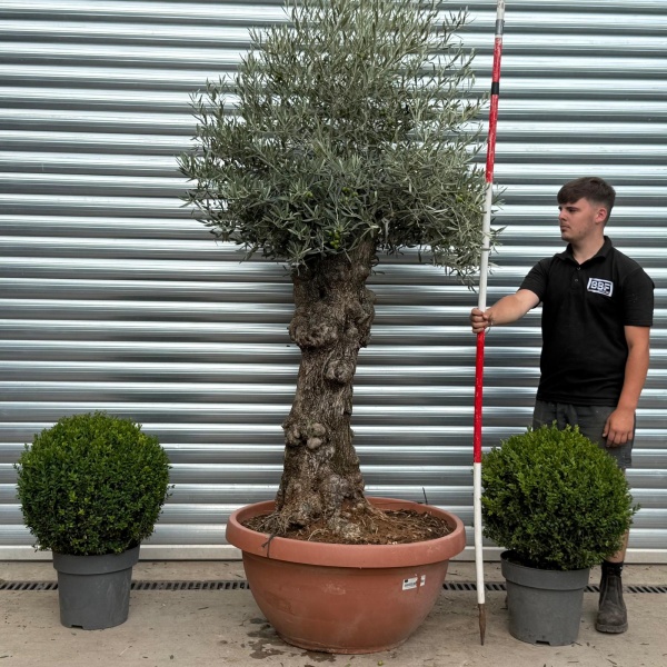 Stunning Ancient Olive Fruit Tree in our Bowl Format 19811