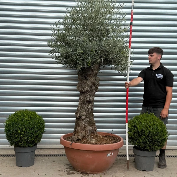 Stunning Ancient Olive Fruit Tree in our Bowl Format 19811
