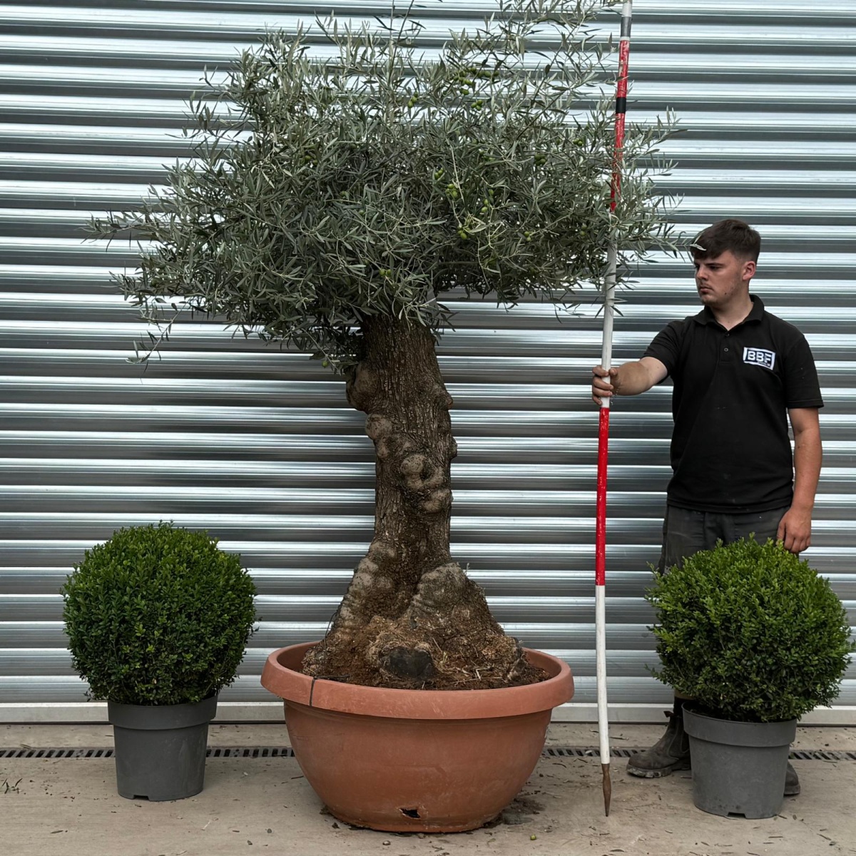 Stunning Ancient Olive Fruit Tree in our Bowl Format 19812