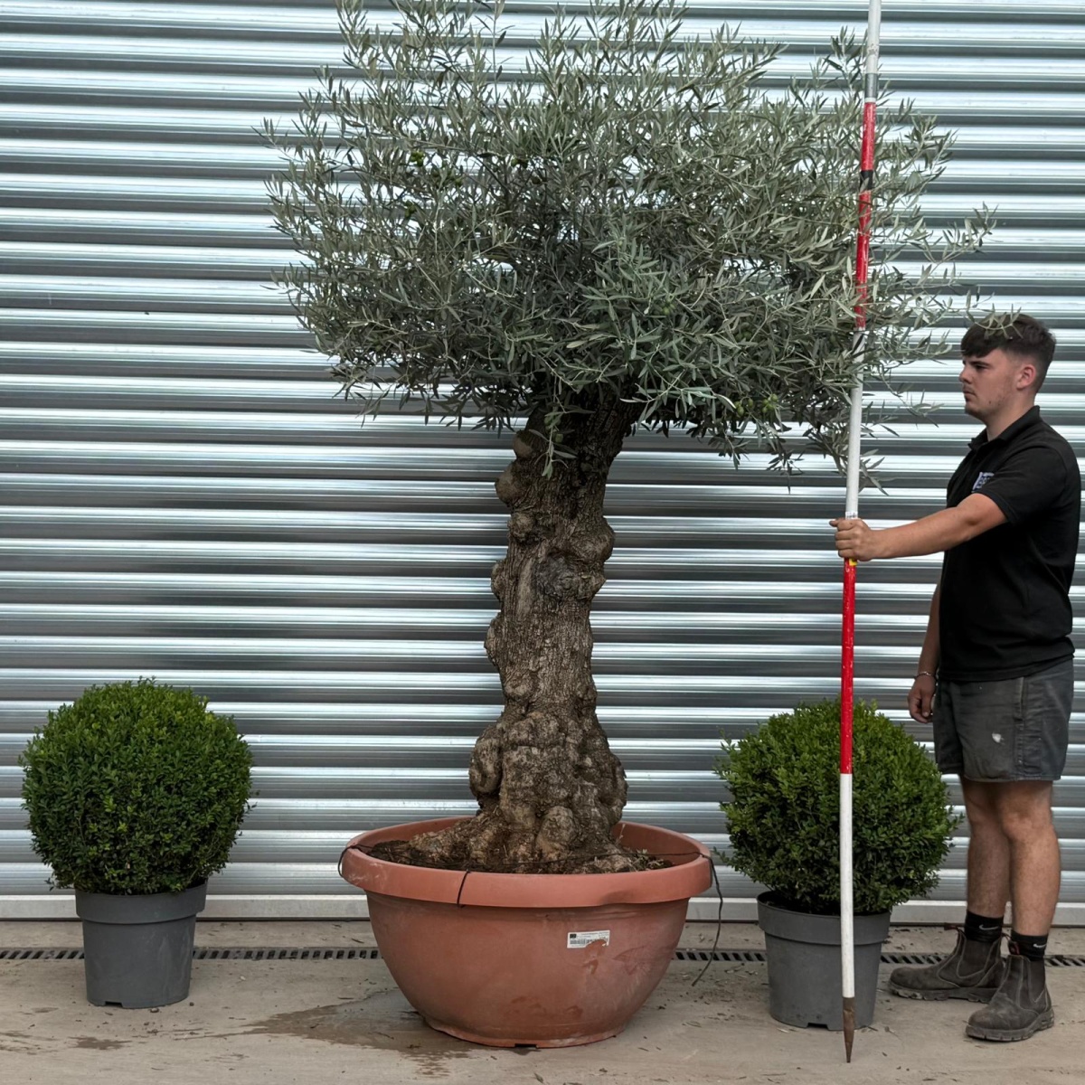 Stunning Ancient Olive Fruit Tree in our Bowl Format 19813